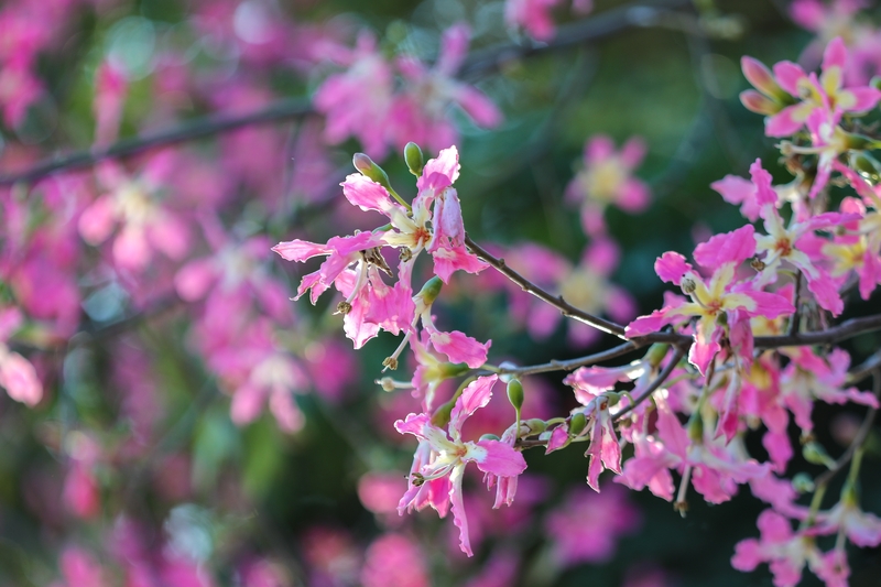 广西梧州：异木棉花盛开