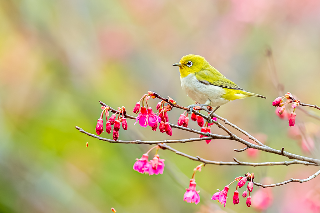 南昌早樱陆续绽放 鸟儿花间嬉戏