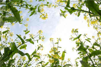 广西三江：金色花海醉侗乡