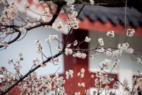 南京玄武湖公园樱花图片