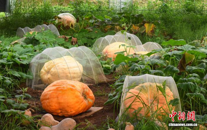 7月24日，多个巨型南瓜在农场里展示。近日，浙江宁波宁海一家农场培育出多个航天育种品种的巨型南瓜，最重达到300斤左右。管水红 摄
