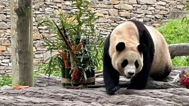“福”到了！大熊猫“福宝”正式与公众见面