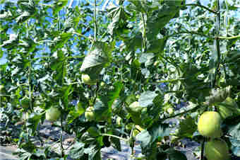 高原温室装上“智慧大脑”