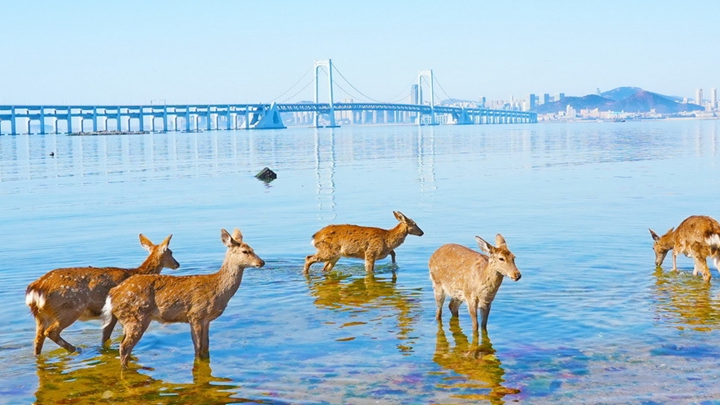 辽宁大连：野生梅花鹿现身金沙滩海域
