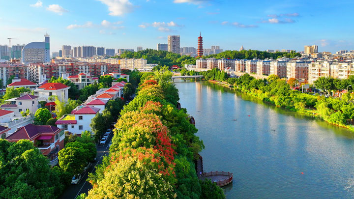 江西赣州南康区：栾树花开 城市景美