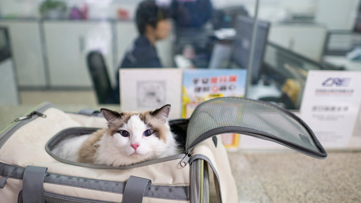 “爱宠行”服务护航萌宠旅途