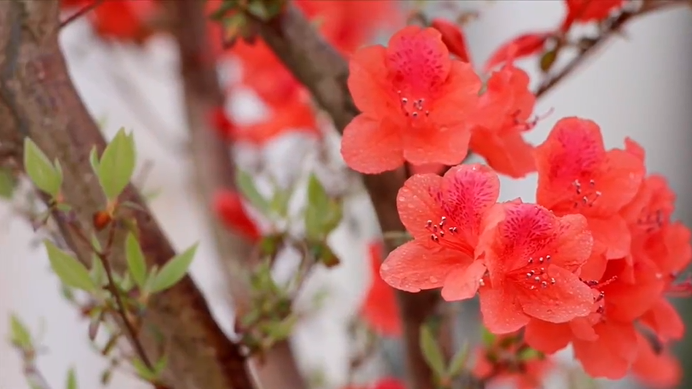 第十五届井冈山杜鹃花节于4月20日启动