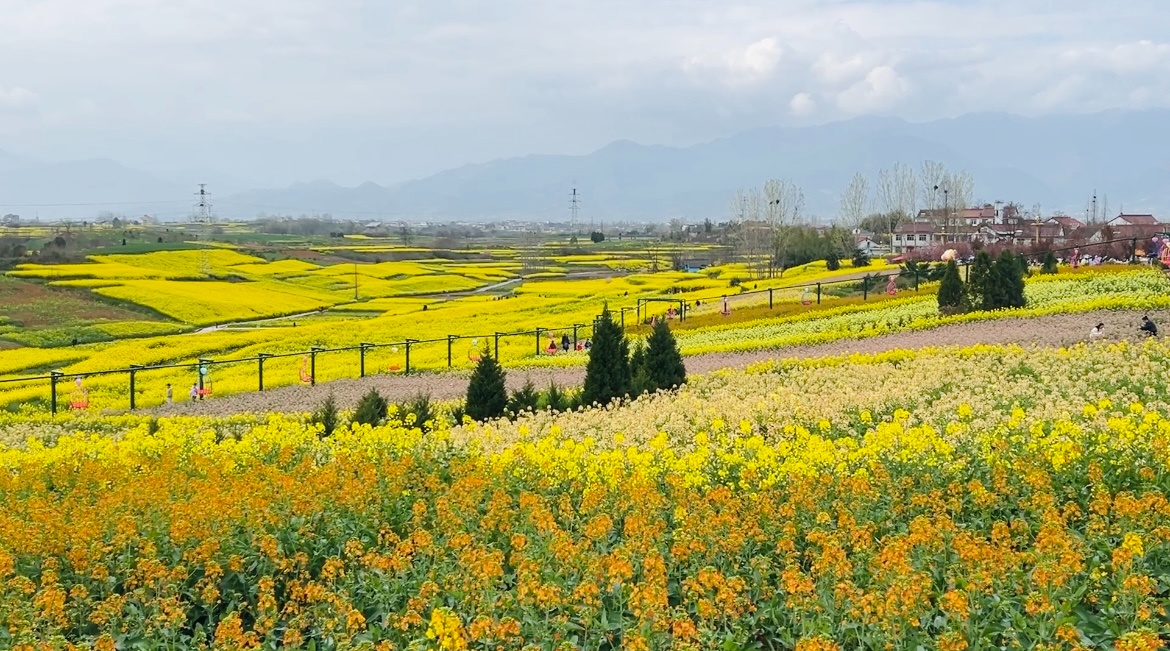 春日里的中国｜陕西汉中万亩油菜花盛开 秦巴山间春意正浓