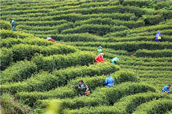 江西泰和：采摘春茶