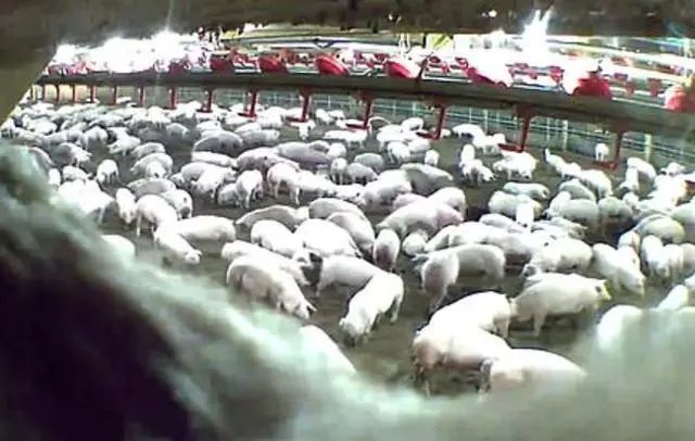 牛世界精猪　 重磅！猪“立大功”了？10万头猪赶进沙漠竟成治沙神器？外网惊呆